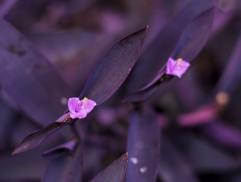 PURPLE WORLD