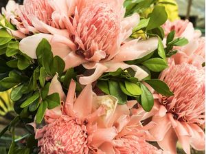 BROMÉLIAS ROSAS