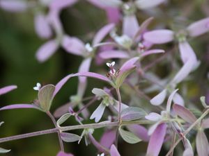 ABELHAS DO JARDIM