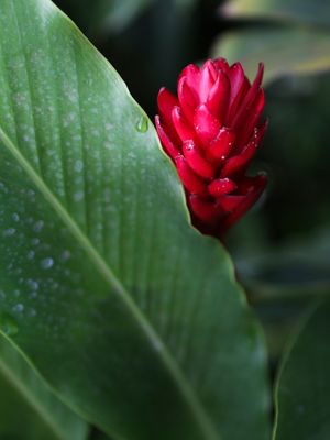 A FLOR DO JARDIM