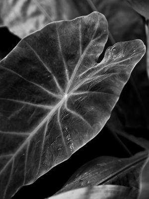 FOLHAS DO JARDIM