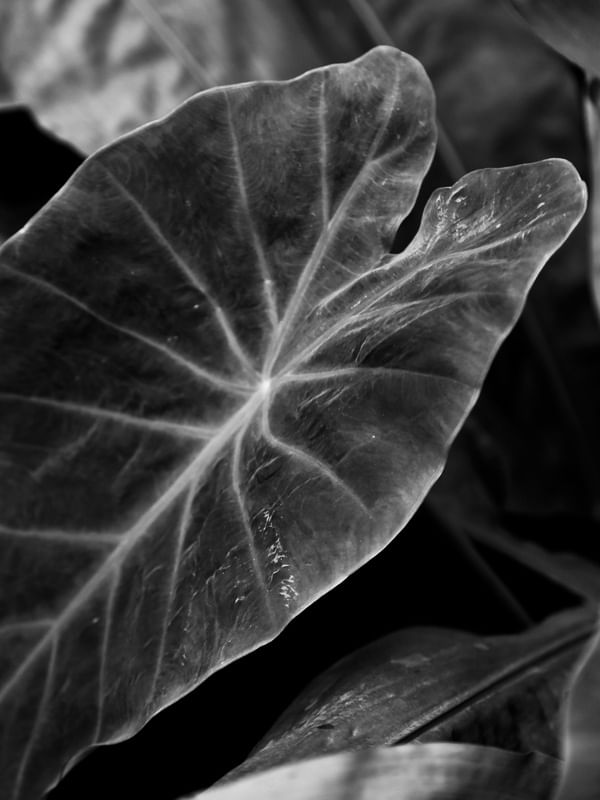 FOLHAS DO JARDIM