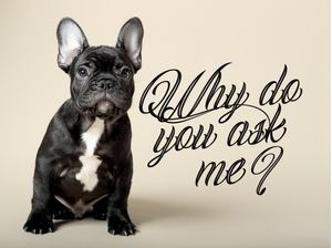 WHY DO YOU ASK ME