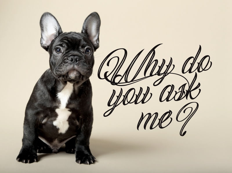 WHY DO YOU ASK ME