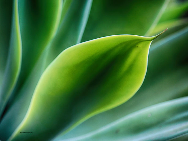 CURVAS VERDES 5