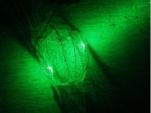 LASER E FRUTA PHYSALIS