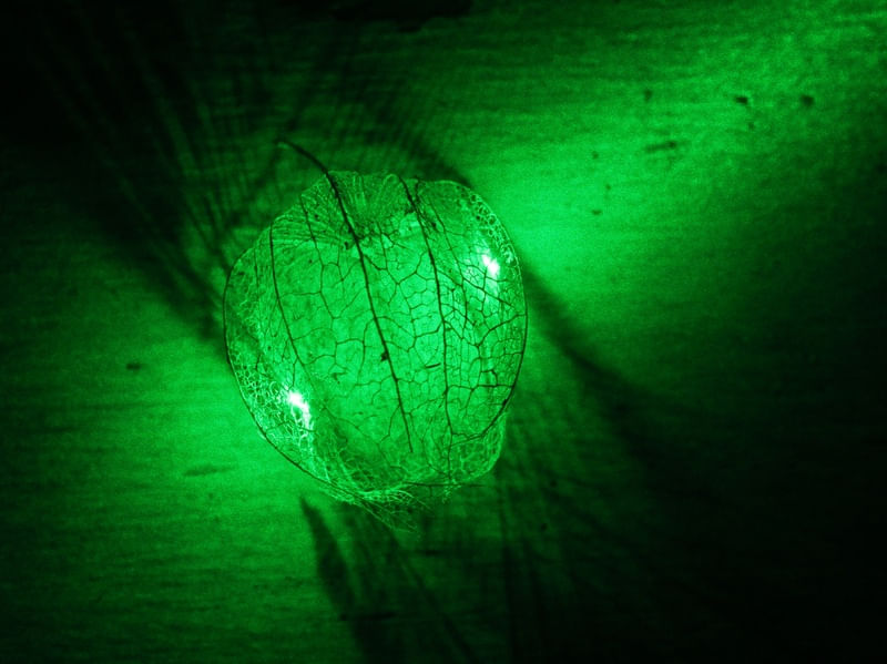 LASER E FRUTA PHYSALIS