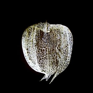 LUZ E FRUTA PHYSALIS