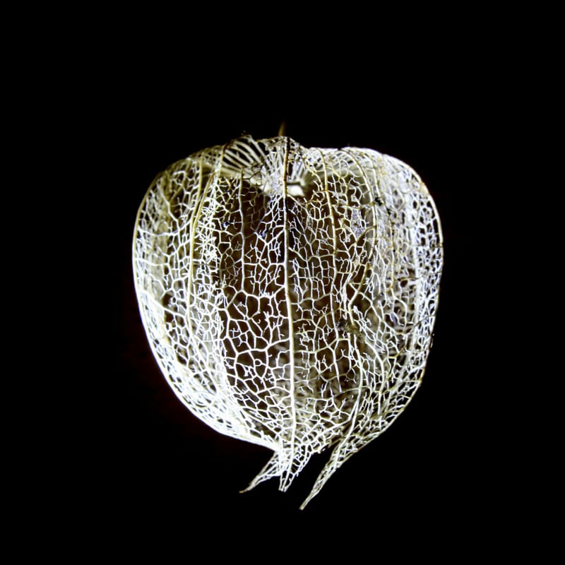 LUZ E FRUTA PHYSALIS