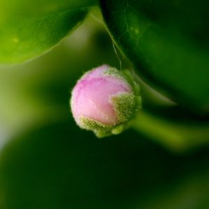 BOTÃO DE FLOR DE ACEROLA
