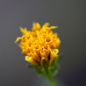 MACRO FOTOGRAFIA DE FLOR AMARELA