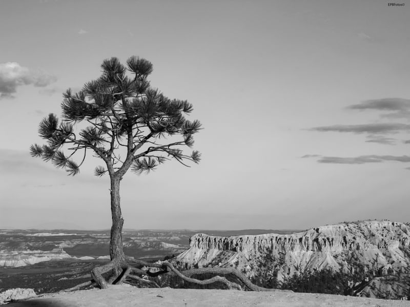 PAISAGEM DO BRYCE CANYON