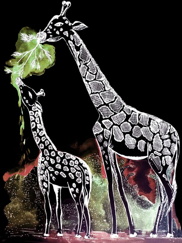 GIRAFAS NOITE