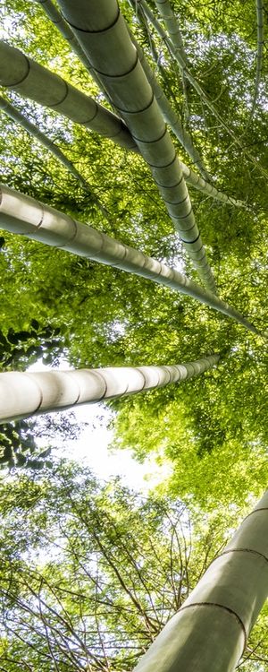 BAMBOOS KAMAKURA D1