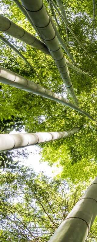 BAMBOOS KAMAKURA D1