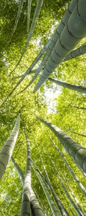 BAMBOOS KAMAKURA D2