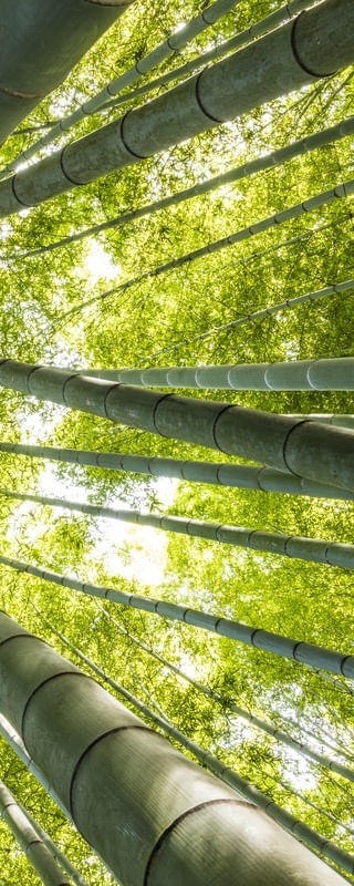 BAMBOOS KAMAKURA D3