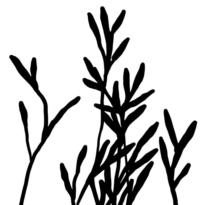 SILHOUETTE - FOLHAS 4