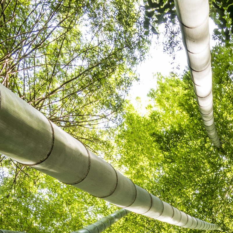 BAMBOOS KAMAKURA ( QUADRADO ) D1