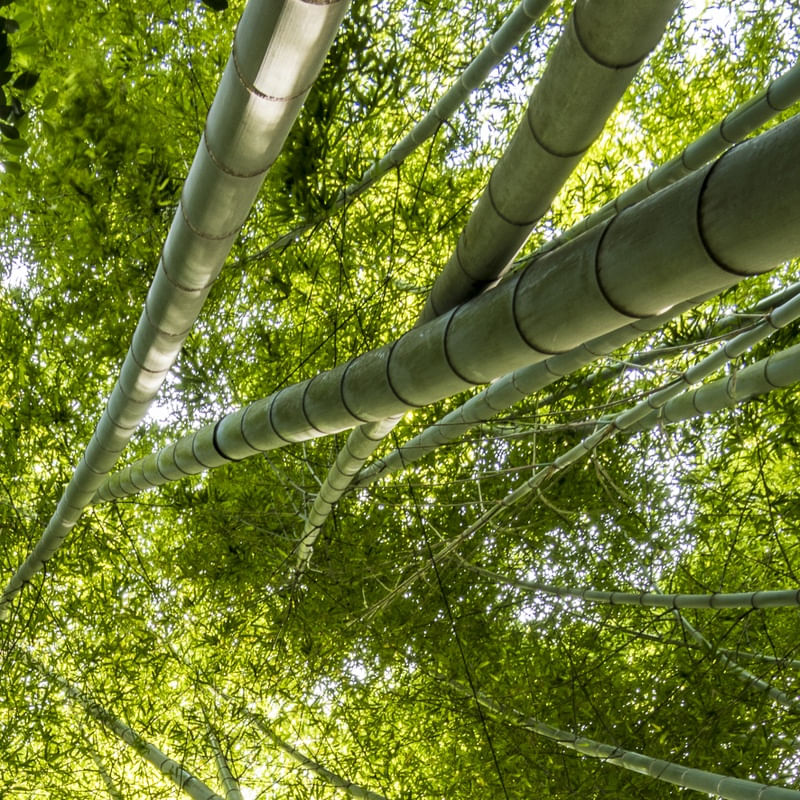 BAMBOOS KAMAKURA ( QUADRADO ) D2