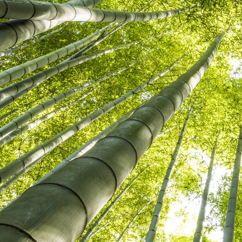 BAMBOOS KAMAKURA ( QUADRADO ) D3