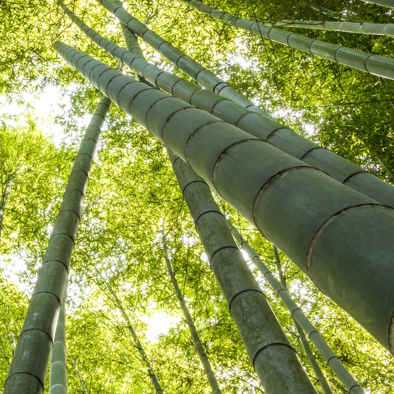 BAMBOOS KAMAKURA ( QUADRADO ) D4