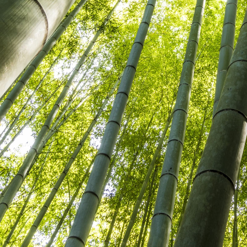 BAMBOOS KAMAKURA ( QUADRADO ) D5