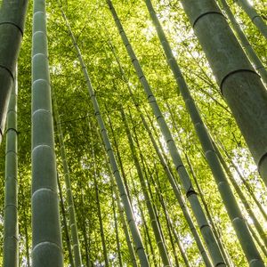 BAMBOOS KAMAKURA ( QUADRADO ) D6