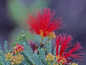 CALIANDRA