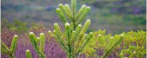 FLORA NATIVA