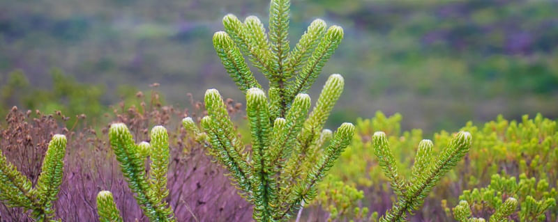 FLORA NATIVA