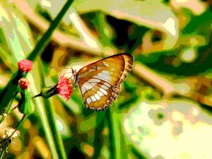 GOLDEN BUTTERFLY