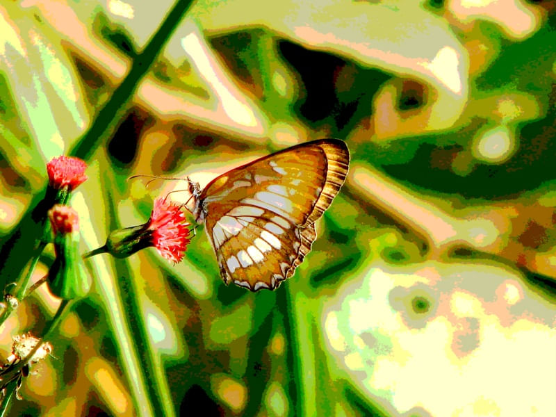 GOLDEN BUTTERFLY