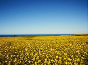 HORIZONTE AZUL E AMARELO