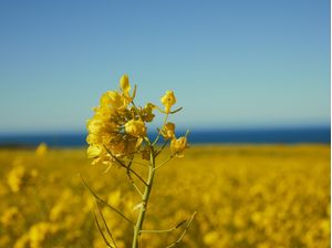 HORIZONTE AZUL E AMARELO II