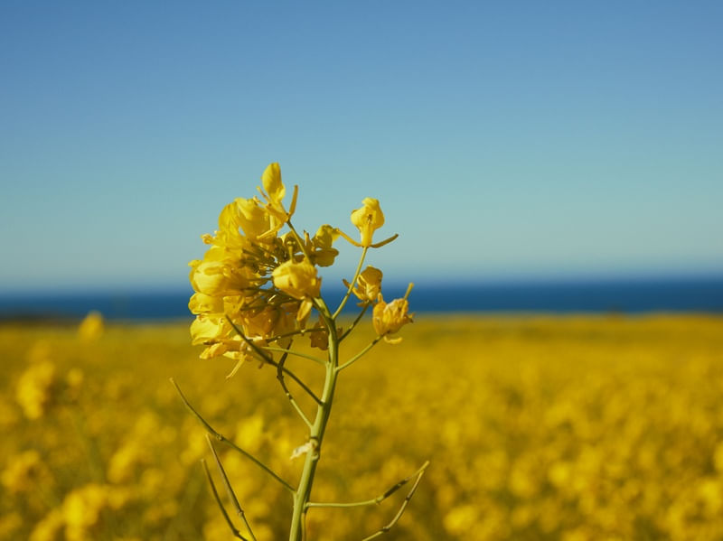 HORIZONTE AZUL E AMARELO II
