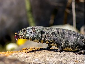 LANCHE DO LAGARTO
