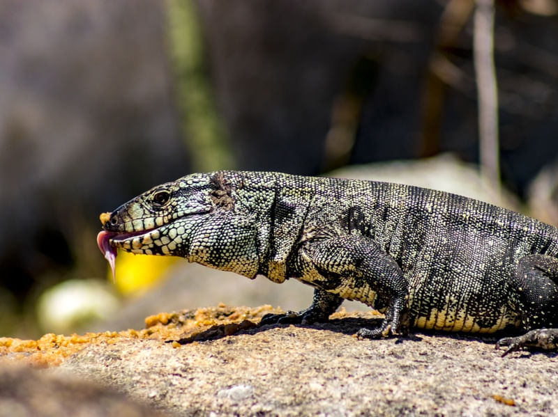 LANCHE DO LAGARTO