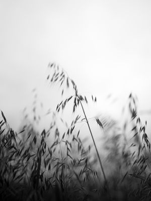 AVENA 1
