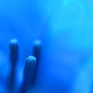 BLAUES BLÜTENBLATT