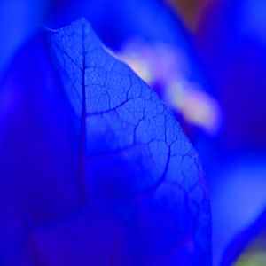 BLAU FLÓ MIT LEEREN DELHALES