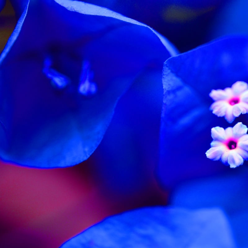 BLAUES FLOH MIT WEIß