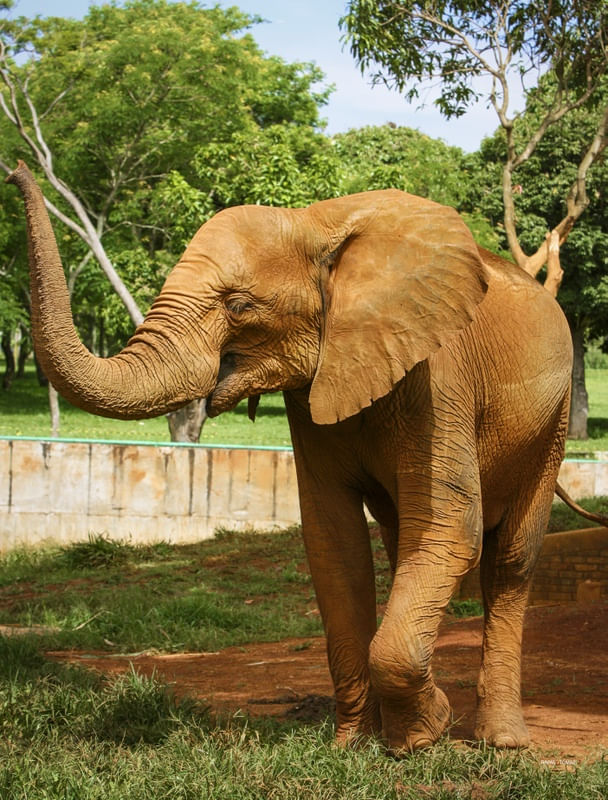 ELEFANTE E TEXTURA