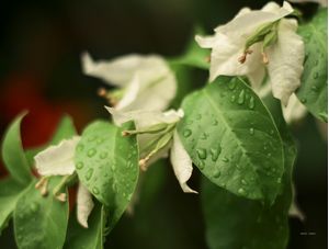 A CHUVA PASSOU POR AQUI