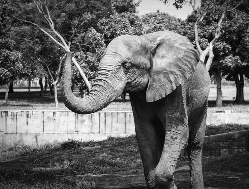 ELEFANTE EM PRETO E BRANCO