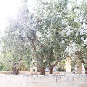 A ÁRVORE. PUGLIA, ITÁLIA