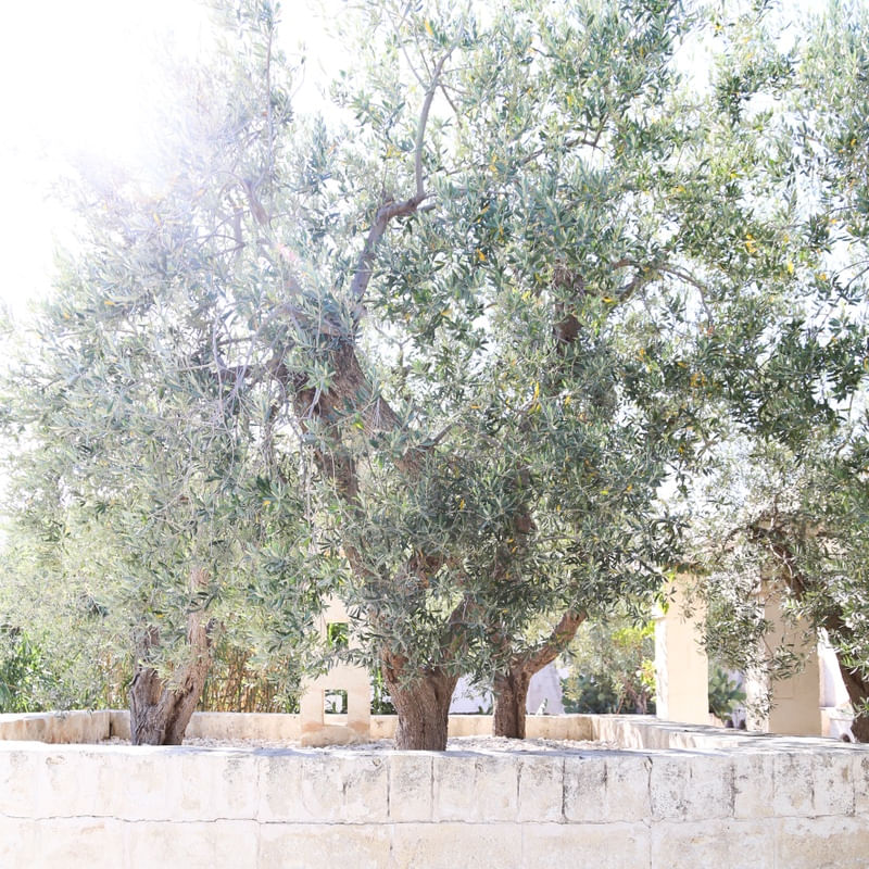 A ÁRVORE. PUGLIA, ITÁLIA