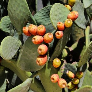 JARDIM DE CACTUS. PUGLIA, ITÁLIA