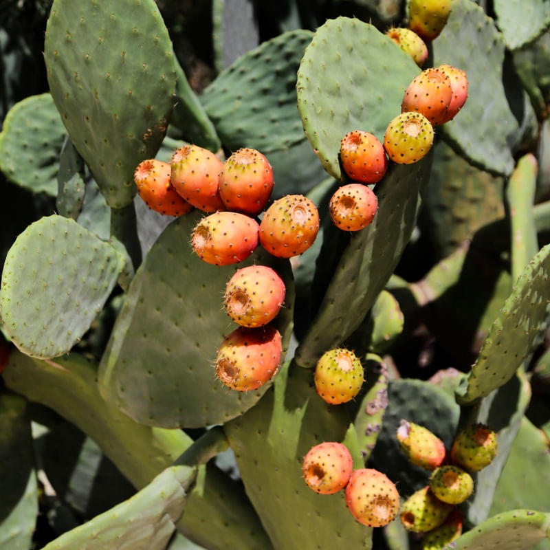 JARDIM DE CACTUS. PUGLIA, ITÁLIA