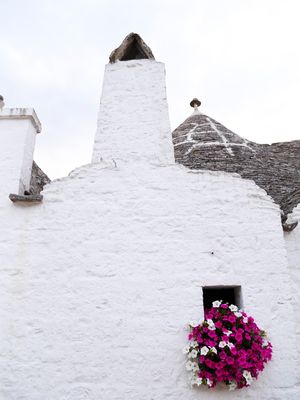 FLORES DE ALBEROBELLO, PUGLIA